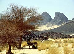 Landschaft-mit-Eseln